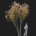 Tall Pink Flowering Tree With Green Leaves And White Statue Holding Item Against Black Background
