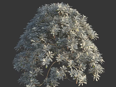 Ornamental Garden Shrub With Dense Lush Green Foliage And Decorative Branches 3d model