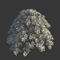 Ornamental Garden Shrub With Dense Lush Green Foliage And Decorative Branches