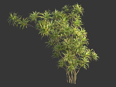 Elegant Bonsai Plant With Slender Stems Variegated Green Yellow Leaves For Indoor Decoration 3d model