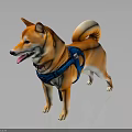 Cute Happy Shiba Inu Standing Wearing Blue Harness With Tongue Out