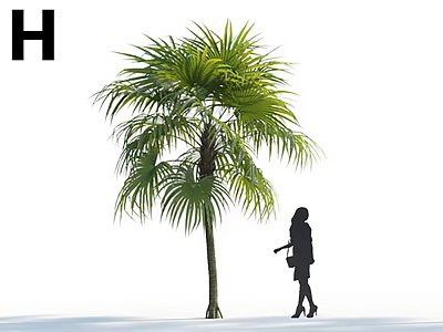 Tall Palm Tree With Female Silhouette Standing In Open Space For Size Comparison 3d model