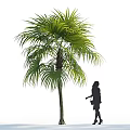 Tall Palm Tree With Female Silhouette Standing In Open Space For Size Comparison