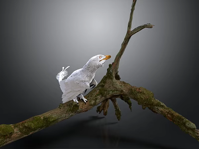 White Bird with Orange Beak Perched on Mossy Twiggy Branch Gray Background 3d model