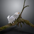 White Bird with Orange Beak Perched on Mossy Twiggy Branch Gray Background