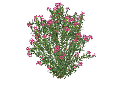 Vibrant Green Shrub With Blooming Pink Flowers And Lush Foliage 3d model