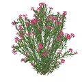 Vibrant Green Shrub With Blooming Pink Flowers And Lush Foliage