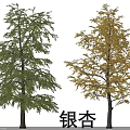 Ginkgo Tree with Green and Yellow Foliage Showing Seasonal Color Changes
