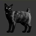 Black Cat With Black And White Gradient Fur Standing On Gray Background With Reflection 3d model