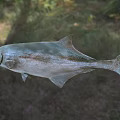 Aquatic Animal With Long Snout Streamlined Body And Fins In Natural Aquatic Habitat
