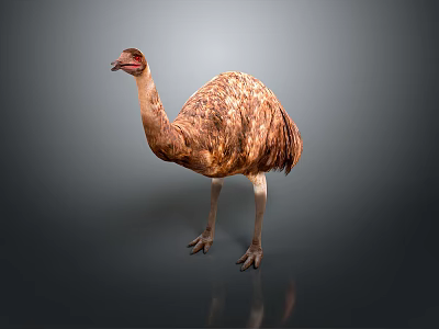Ostrich Large Flightless Bird With Brown Feathers Standing On Gray Background 3d model