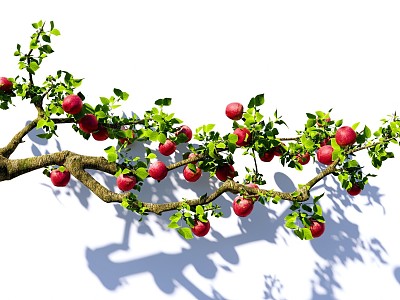 Arbor Apple Tree Red Fuji Apple Branch Garden Fruit Tree Landscape Tree model