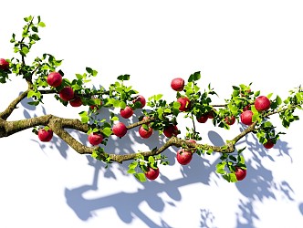 Arbor Apple Tree Red Fuji Apple Branch Garden Fruit Tree Landscape Tree 3d model