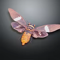 Purple Winged Cicada With Spread Wings White Spots And Orange Body Against Dark Background