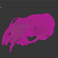 Detailed Animal Skull Skeleton Showing Biological Organ Structure And Features