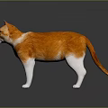 Orange and white cat standing on dark smooth surface with gray background 3d model