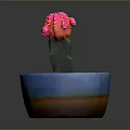Pink Cactus with Colorful Clusters in Blue Pot with Brown Base and Soil