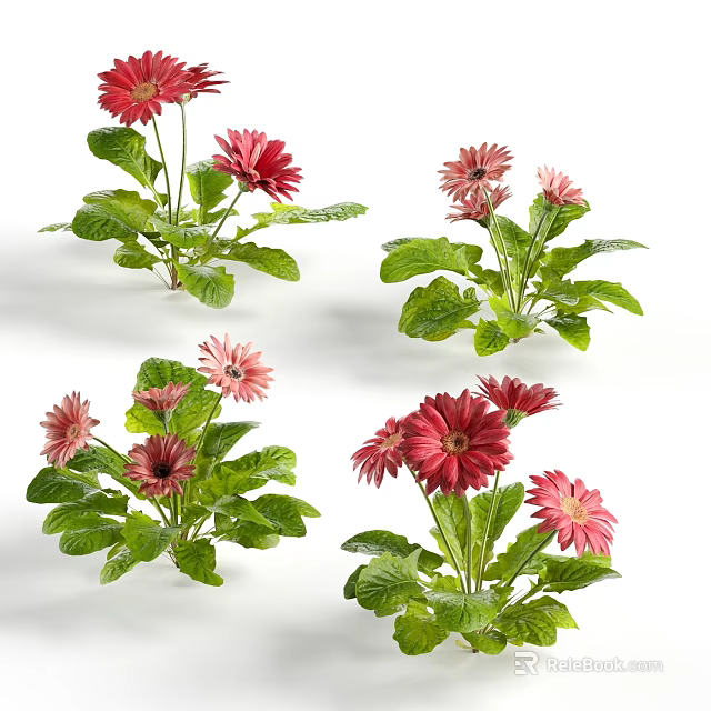 Vibrant Pink And Red Gerbera Flowers With Green Leaves In Multiple Clusters 3d model 