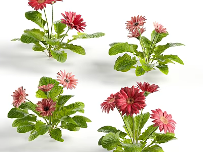 Vibrant Pink And Red Gerbera Flowers With Green Leaves In Multiple Clusters 3d model