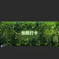 Lush Green Wall Photo Check In Spot With Vibrant Foliage And Potted Plants