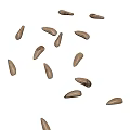 Natural Brown Plant Seeds Scattered on White Background Close Up View