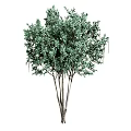 Tall Evergreen Tree With Lush Green Foliage And Spreading Branches And Thick Trunk