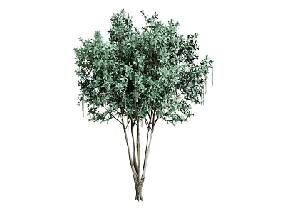 Tall Evergreen Tree With Lush Green Foliage And Spreading Branches And Thick Trunk 3d model