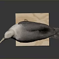 Seabird Taxidermy Specimen Perched On Wooden Base Against Gray Background