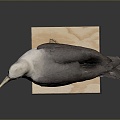 Seagull Tooth Color Seagull Carrier Pigeon Food Pigeon Play Pigeon Racing Pigeon Military Pigeon Experimental Pigeon Wild Pigeon 3d model