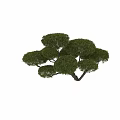 Lush Evergreen Arbor With Rounded Canopy And Dense Foliage In Natural Landscape