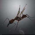Winged Brown Ant With Detailed Body Structure On Gray Background Close Up View 3d model