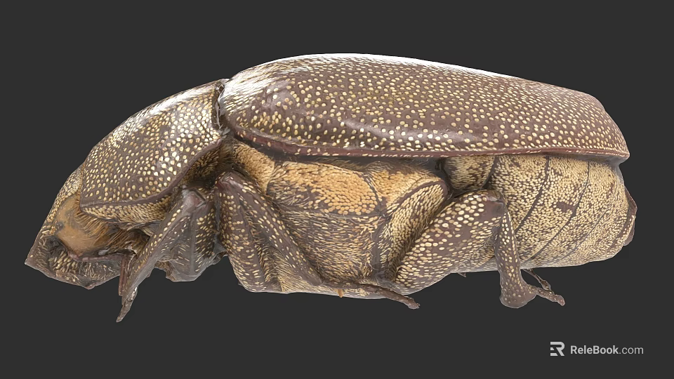 Detailed Close Up Of Brown Beetle With Spotted Exoskeleton And Textured Body 3d model 