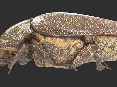 Detailed Close Up Of Brown Beetle With Spotted Exoskeleton And Textured Body 3d model