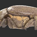 Detailed Close Up Of Brown Beetle With Spotted Exoskeleton And Textured Body