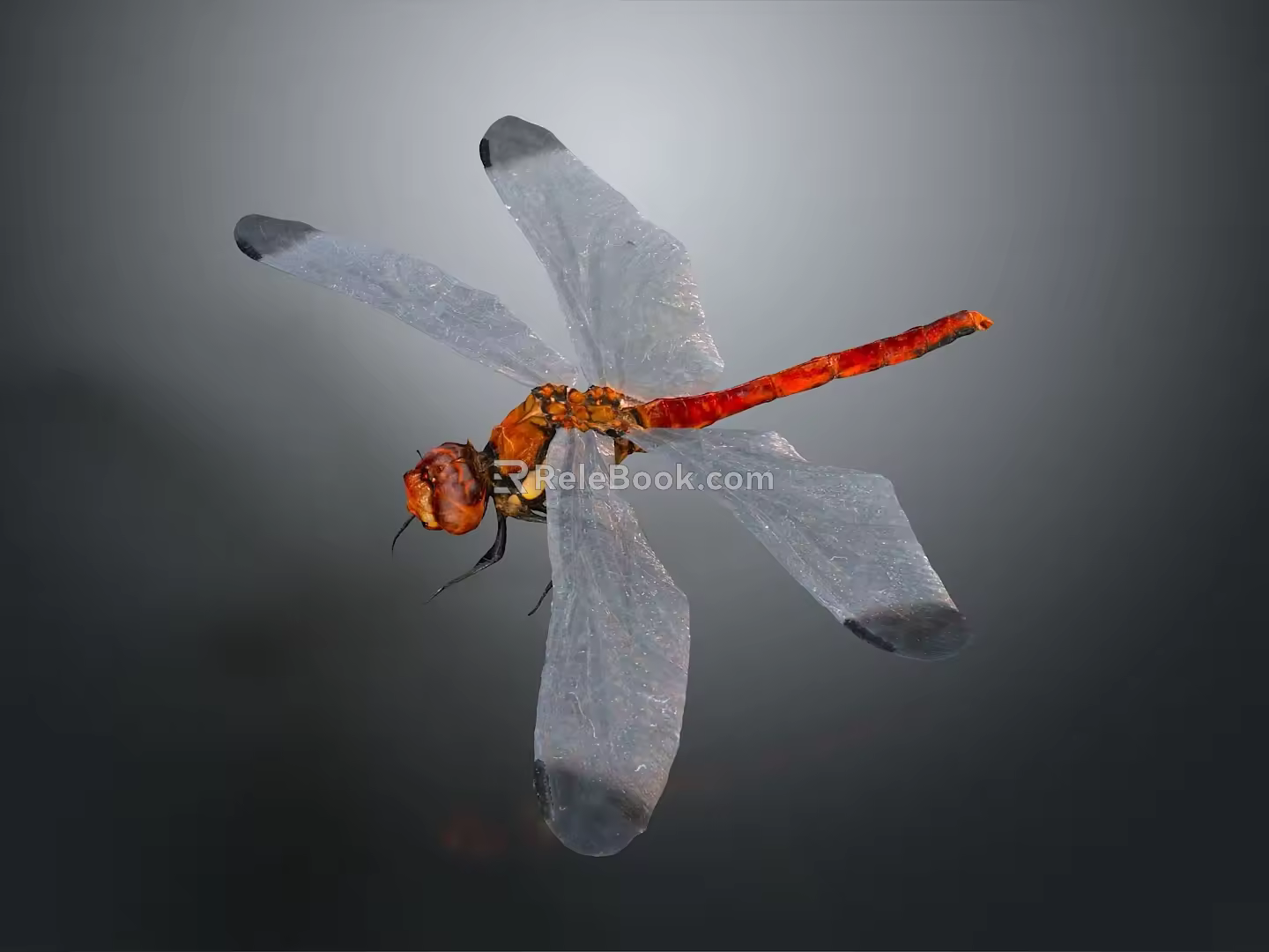 Dragonfly Thin-winged Dragonfly Le Fairy Dragonfly Purple Red Dragonfly Black Li-winged Dragonfly Big Blue Dragonfly 3d model