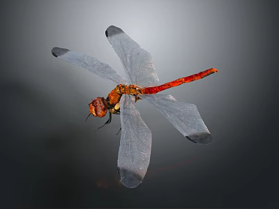 Vibrant Dragonfly With Orange Head Red Body Transparent Wings Black Wing Edges On Gray Background 3d model