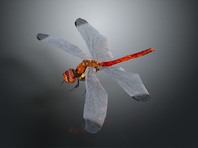 Dragonfly Thin-winged Dragonfly Le Fairy Dragonfly Purple Red Dragonfly Black Li-winged Dragonfly Big Blue Dragonfly 3d model