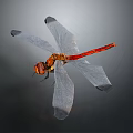 Dragonfly Thin-winged Dragonfly Le Fairy Dragonfly Purple Red Dragonfly Black Li-winged Dragonfly Big Blue Dragonfly 3d model