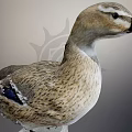 Fresh Duck Meat For Delicious Savory Cooking And Tender Recipe Preparation