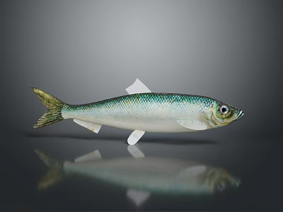 Silver and Green Fish with Yellow Tail on Gray Background and Reflection on Surface 3d model