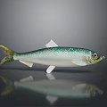 Silver and Green Fish with Yellow Tail on Gray Background and Reflection on Surface 3d model