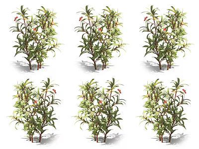 Green Leaf Bushes With Red Berries In Multiple Display Shots 3d model