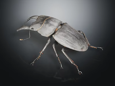 Stag Beetle With Large Mandibles And Dark Body Displayed Against Dark Background 3d model