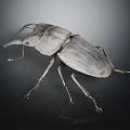 Stag Beetle With Large Mandibles And Dark Body Displayed Against Dark Background