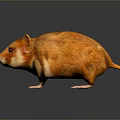 Mouse Wizard Mouse Warlock Cartoon Mouse Animation Mouse Animation Mouse Cartoon Character Cartoon Animal 3d model