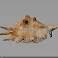 Detailed Organ And Hair Structure With Natural Texture Close Up View