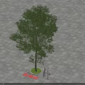 Camphor Tree Arbor With Lush Foliage Growing On Slate Pavement Surface 3d model