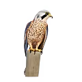 Falcon Perched On Wooden Pole With Spotted Brown Feathers White Head And Black Tail