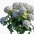 Blooming Hydrangea Flowers With Blue White Purple Blooms And Green Leaves