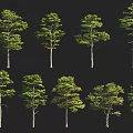 Diverse Arbor Tree Collection With Various Green Foliage And Different Trunk Shapes